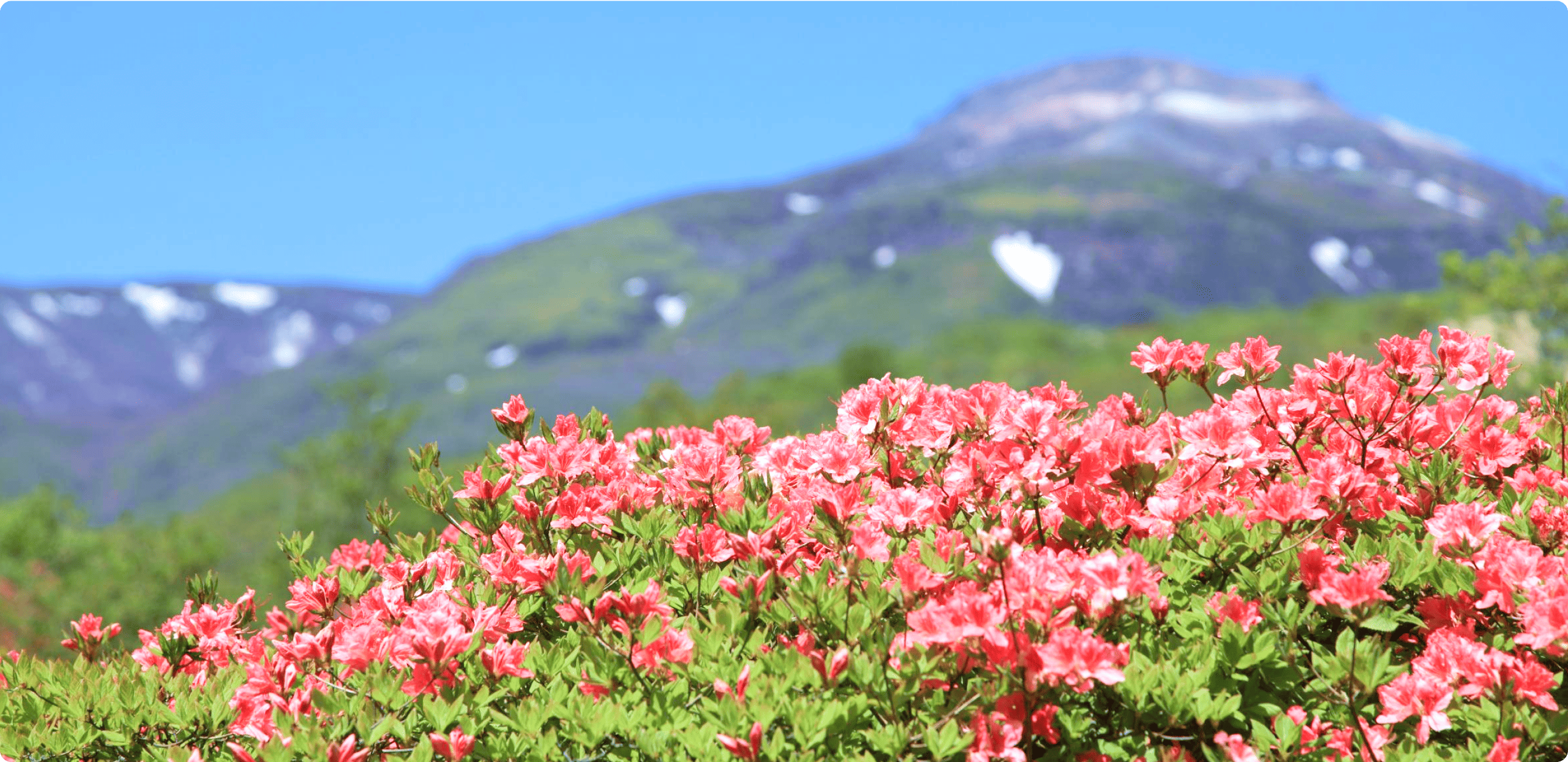 八幡つつじの写真