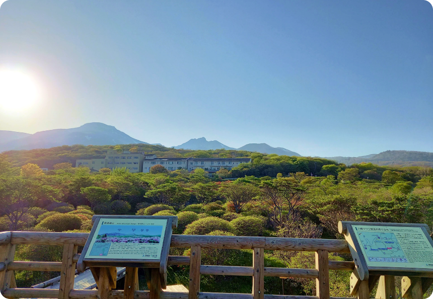 八幡つつじの写真