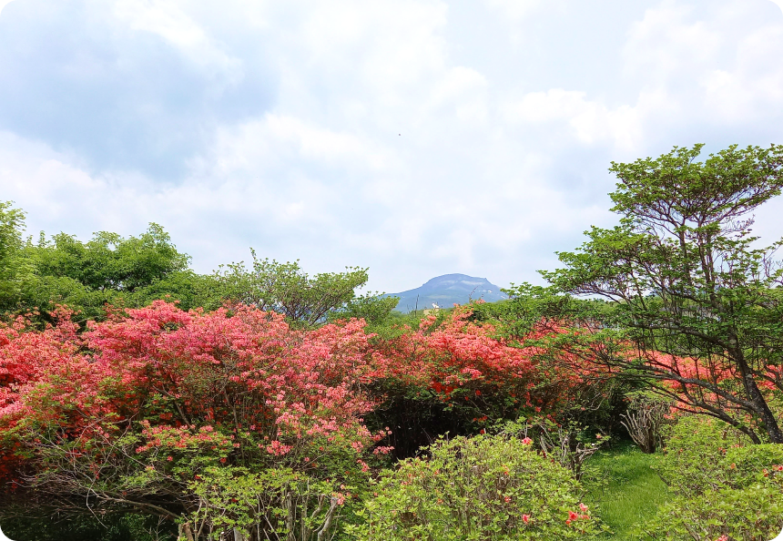 八幡つつじの写真