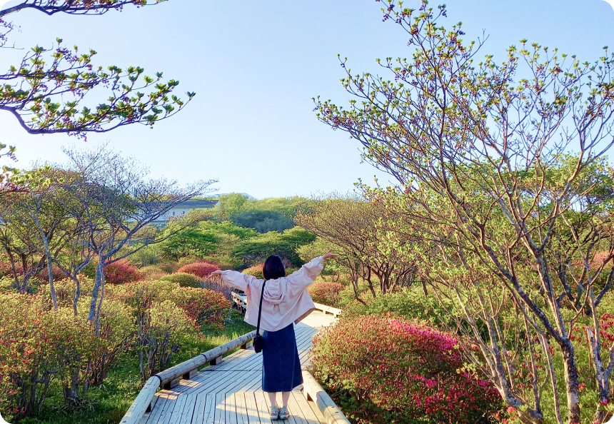 八幡つつじの写真
